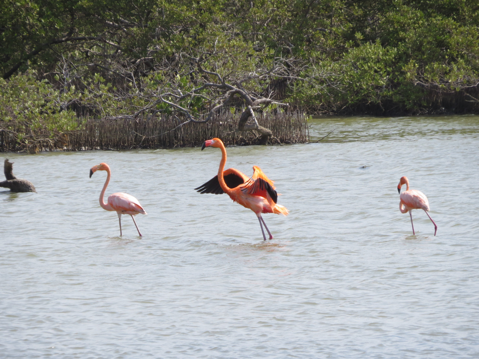 image American Flamingo